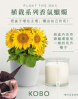 KOBO CANDLES | ILLINOIS, USA 香氛蠟燭 植栽系列-溫暖向日葵香氛蠟燭