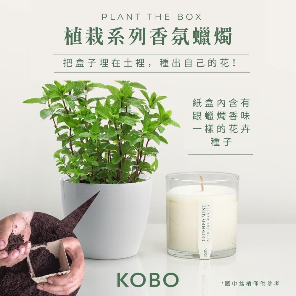 KOBO CANDLES | ILLINOIS, USA 香氛蠟燭 植栽系列-新鮮薄荷香氛蠟燭