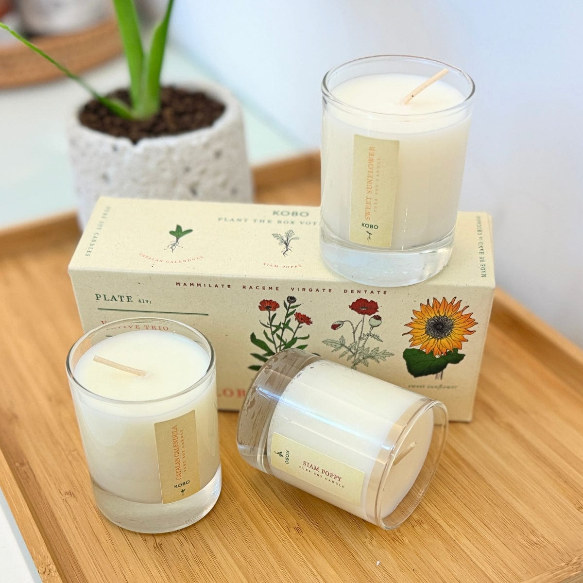 KOBO CANDLES | ILLINOIS, USA 香氛蠟燭 植栽系列小蠟燭禮盒-三顆入