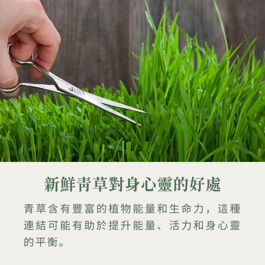 植栽系列-新鮮青草香氛蠟燭