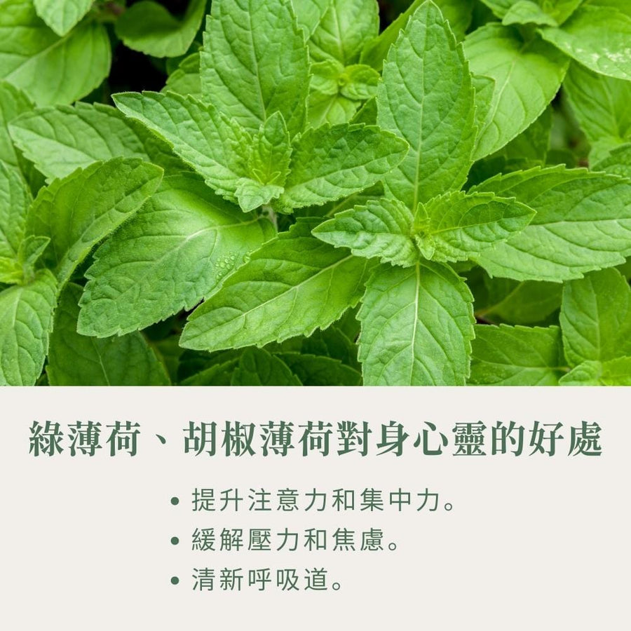 植栽系列-新鮮薄荷香氛蠟燭